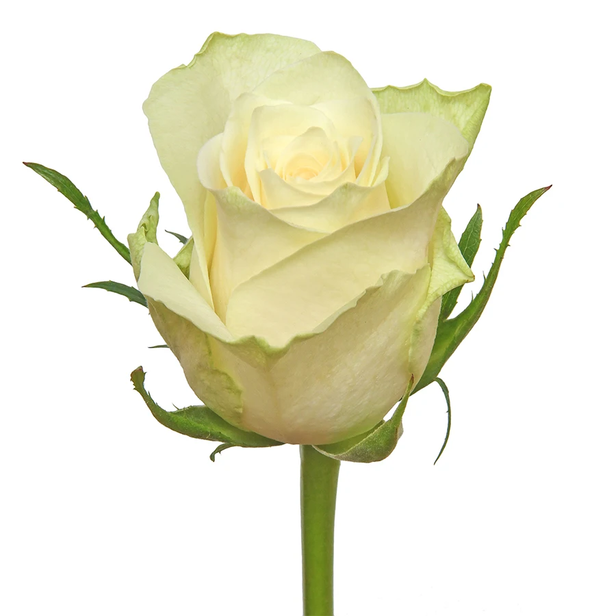 Wholesale Retail 3.5cm Fresh Cut White Kenyan Rose 42cm Stem for Christmas Weddings Bouquet Minimum Order Table Decorations