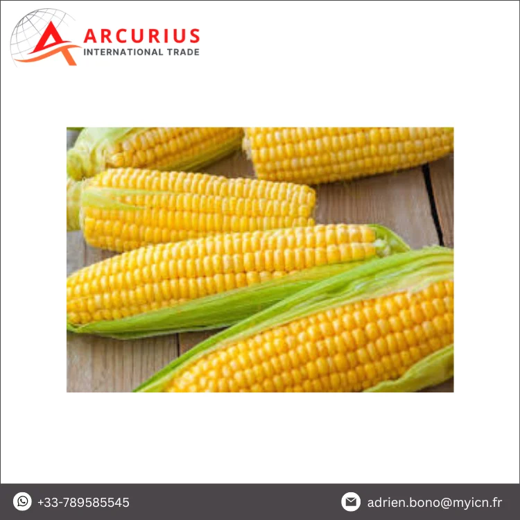 Wholesale High Quality Standard Grade GMO Yellow Corn / Maize for Human Consumption