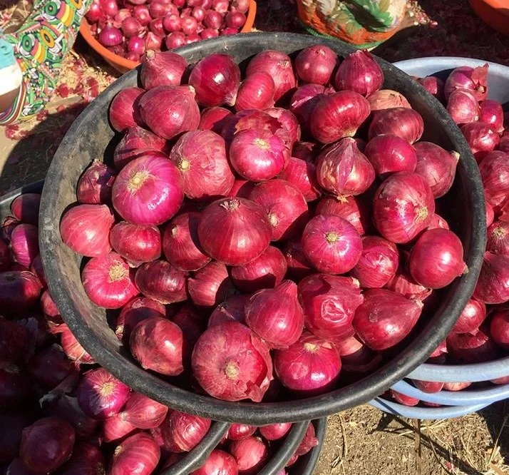 Wholesale Price 100% Natural Red Onion Quality Assured Fresh Onion / Indian Grade Onion Buy From Indian Manufacturer