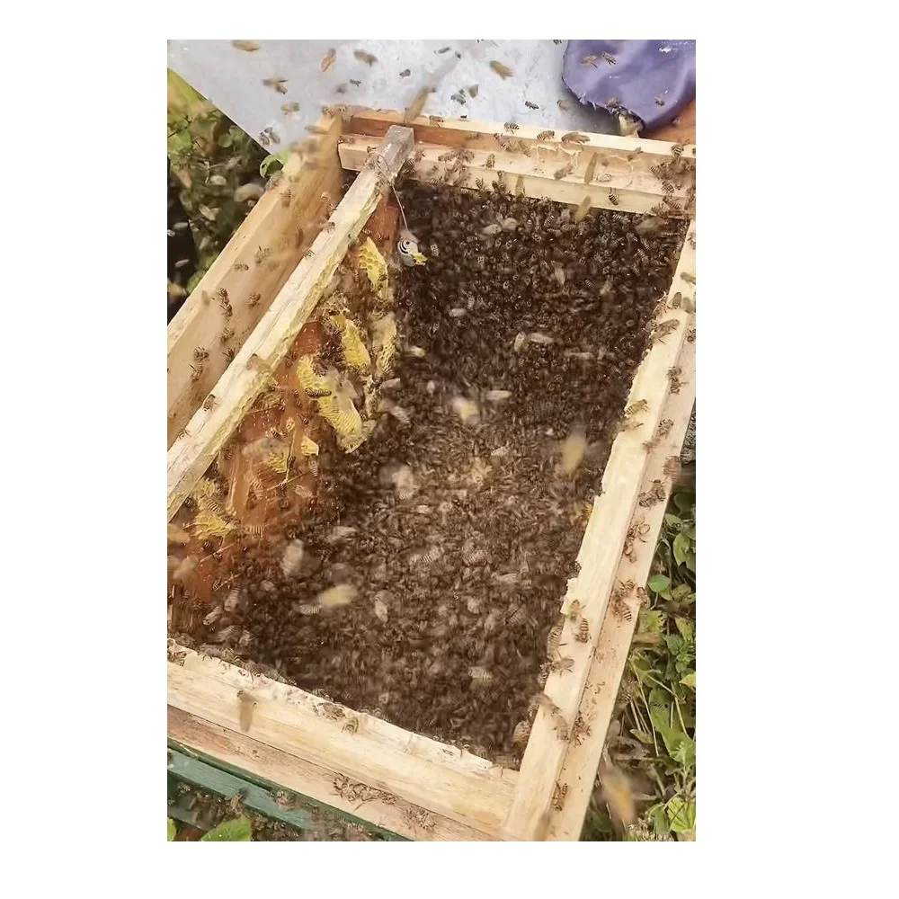 Reasonable Price OEM/ODM Premium Quality Low MOQ Organic Natural Forest Bee Honey with 3 years Shelf Life From Vietnam