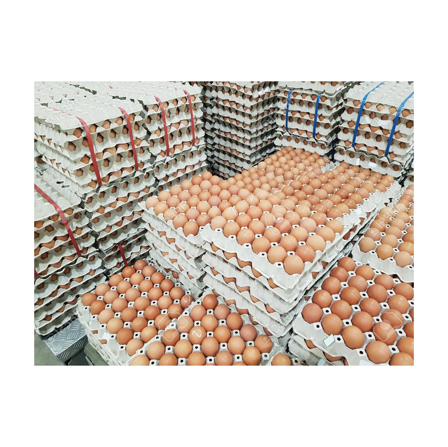 Broiler Hatching Eggs Ross 308 and Cobb 500 Chicken Table Fresh Supplier