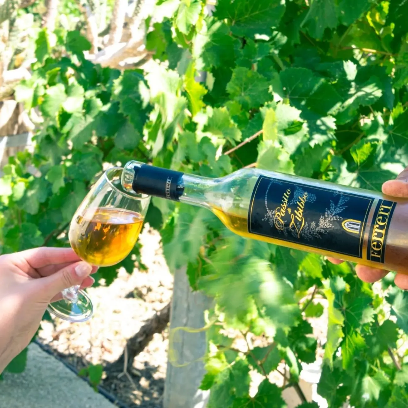 Summer Sales Top Sweet FERRERI Wine for Table Restaurants Wine shops Grapes of Zibibbo 750 ml Aged 4 months in french oack