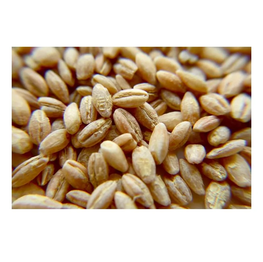 Hot Selling Price Of Barley Grains For Malt | Barley For Animal Feed In Bulk Quantity