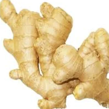 Fresh Ginger for Sale