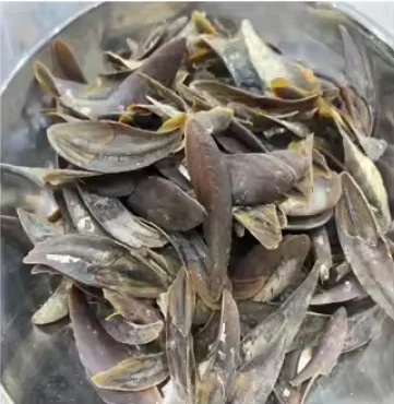 High Standard Operculum Murex Hot Selling 2024 Operculum From Blue Lotus Vietnam Murex Operculum Perfume Extract