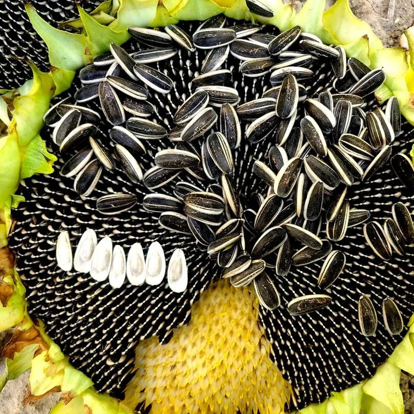 Wholesale Sunflower Seeds Kernel/Sunflower Seeds Ready For Export