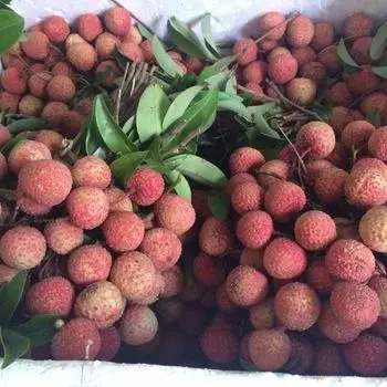 Fresh Lychee wholesales premium quality delicious natural juicy taste export vietnam new crop 2023
