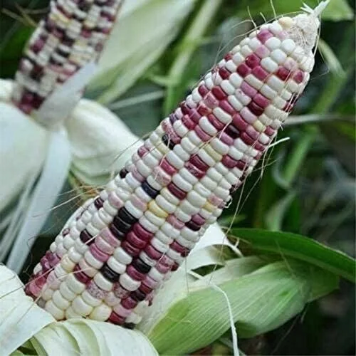 Red corn for human consumption non gmo yellow corn/Corn Maize /Popcorn and Animal Feed