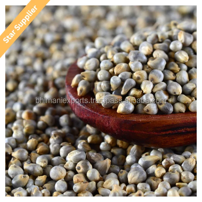 Hot Selling Green Millet Bajra Export Quality Green Bajra for african market