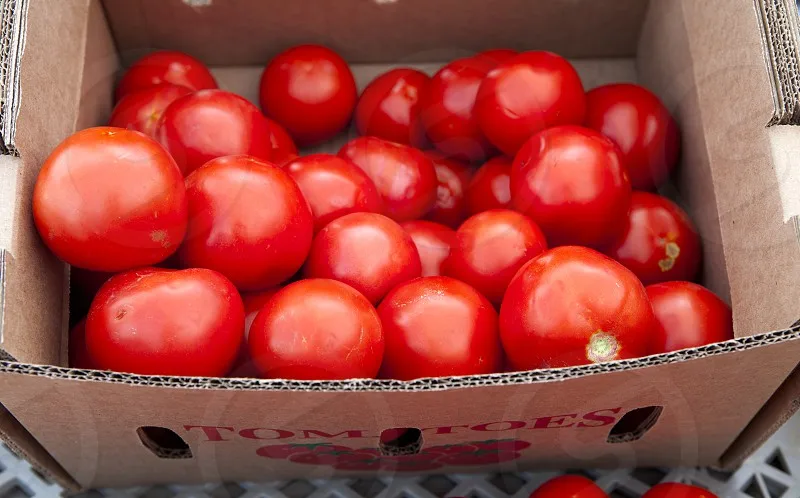Top Quality Fresh Red Tomatoes for sale.