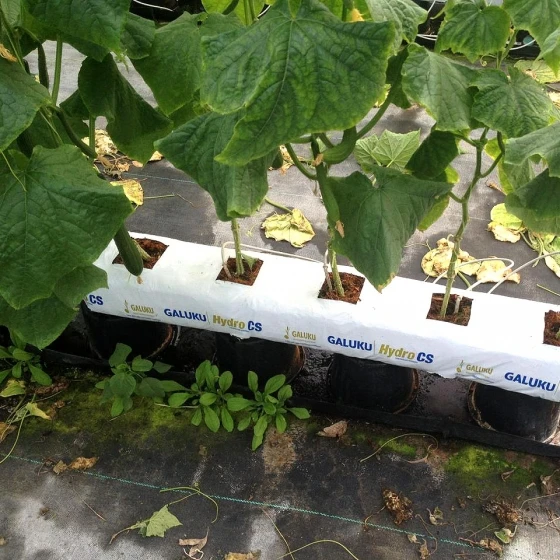 Пакет для выращивания Cocopeat, Гидропонные средства для выращивания Cocopeat для сельского хозяйства, cocopeat grow