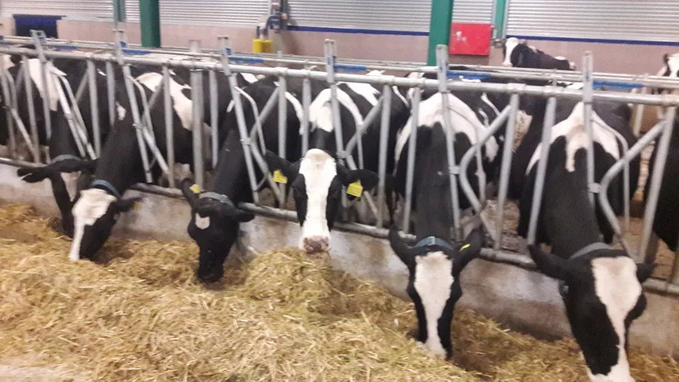 Cattle Feeding Systems Animal Feeder Lock System