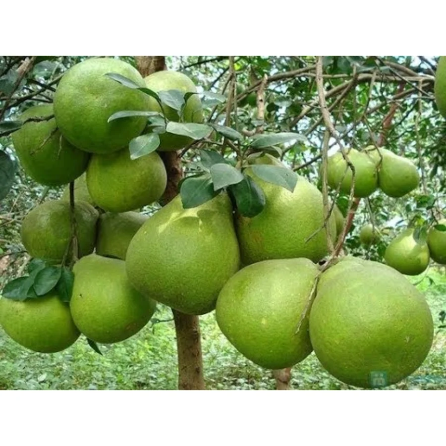 Grapefruit Green Fresh Fruit From Vietnam /  Wholesale Organic Fruit From Vietnam