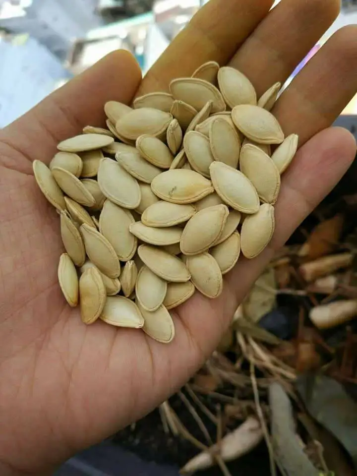 Good Quality Direct Factory Sale Supplier Manufacturer of 100% Organic Natural Fresh Pumpkin Seeds Kernel