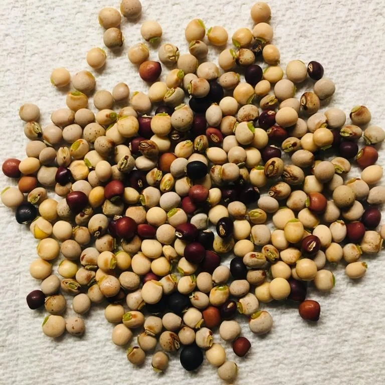 wholesale healthy Double organic dry Green Peas