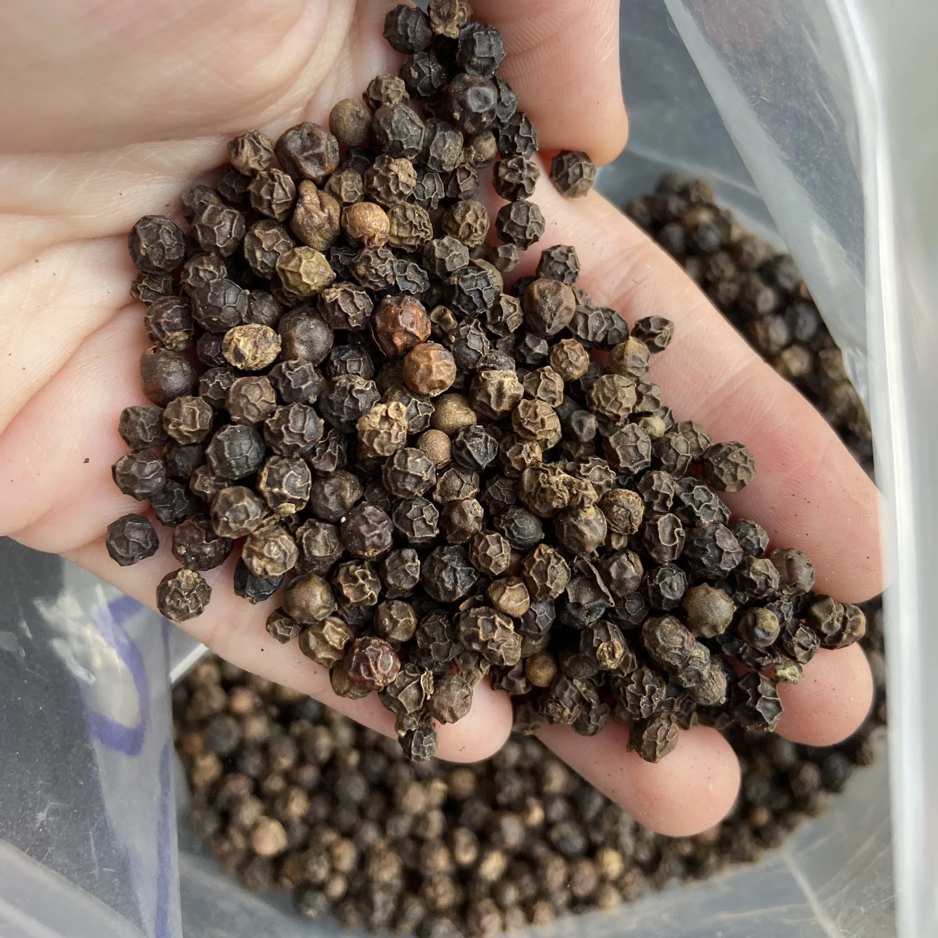 VIETNAM PINHEAD BLACK PEPPER BLACK PEPPER 500/550/570/580 MC/FAQ HIGH QUALITY BEST PRICE IN VIETNAM- ANNA Do W/A: +84982153058