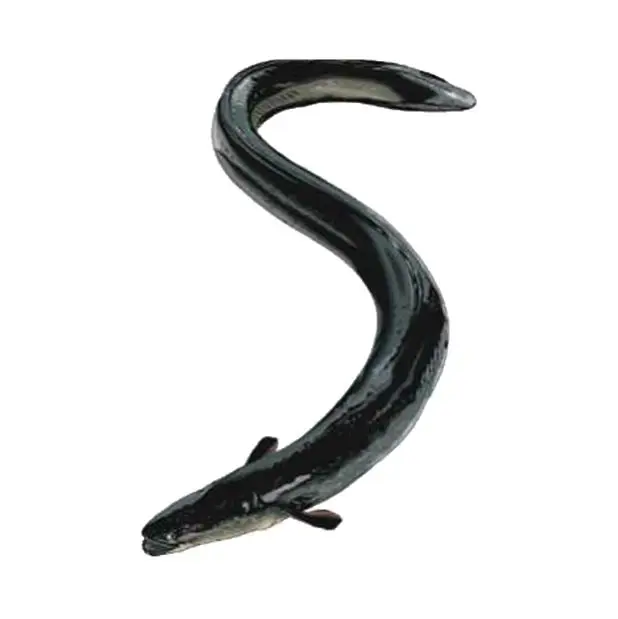 Best Frozen Top Selling Fresh Live Eel Fish Wholesale in Cheap Price Live Eels Conger Eel AD Bangladesh Life Eat Water Preserved