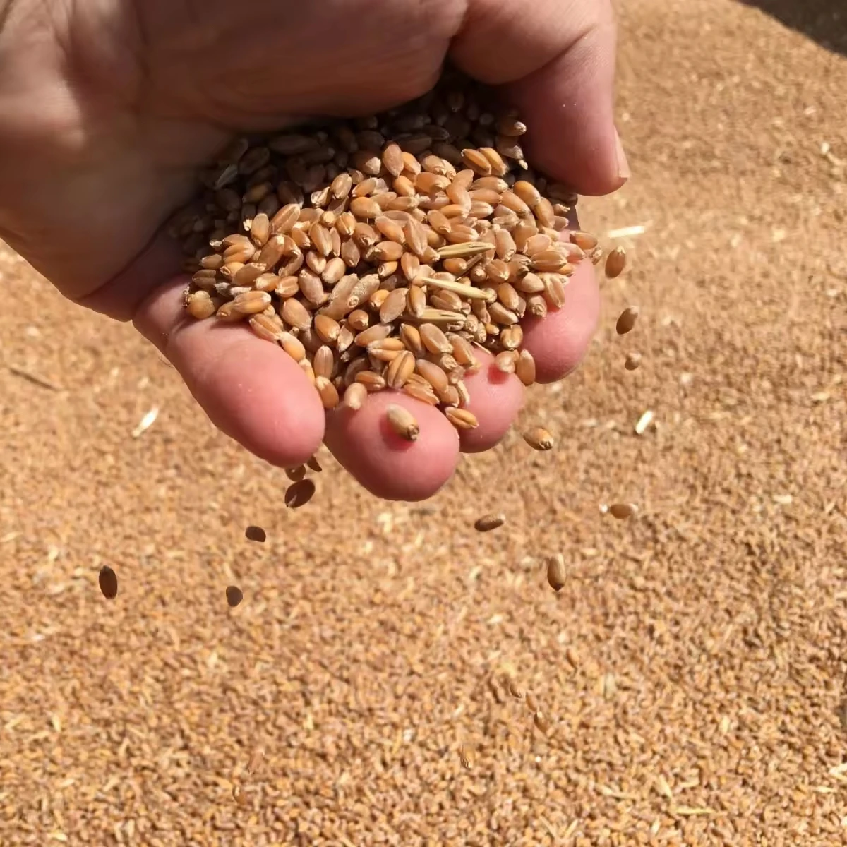 Organic First Grade Wheat Seeds in 50 Kg Bag Natural Wholegrain