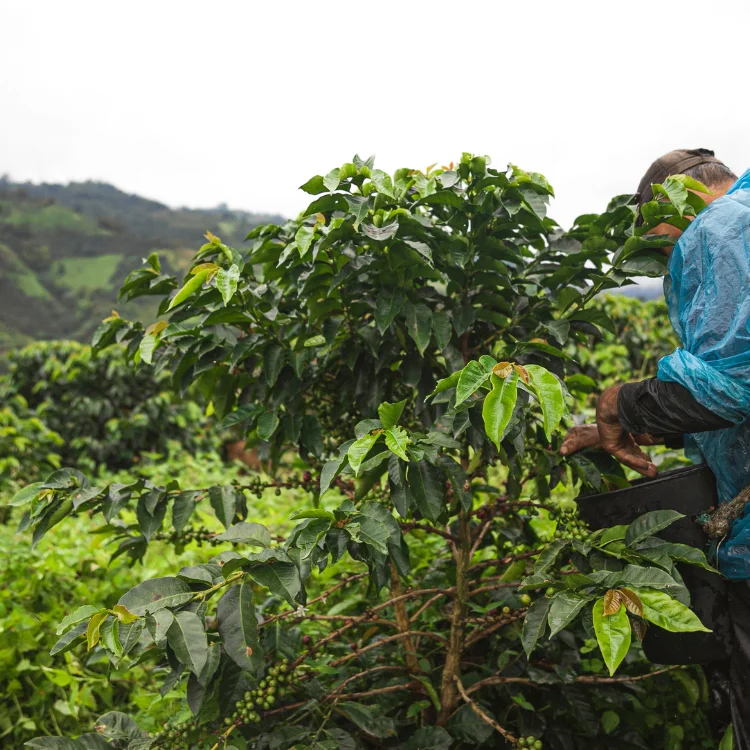 Coffee Beans High Quality First Grade Robusta Green Size 18 Premium Quality 60 Kg COMMON Cultivation with 24 Months Shelf Life