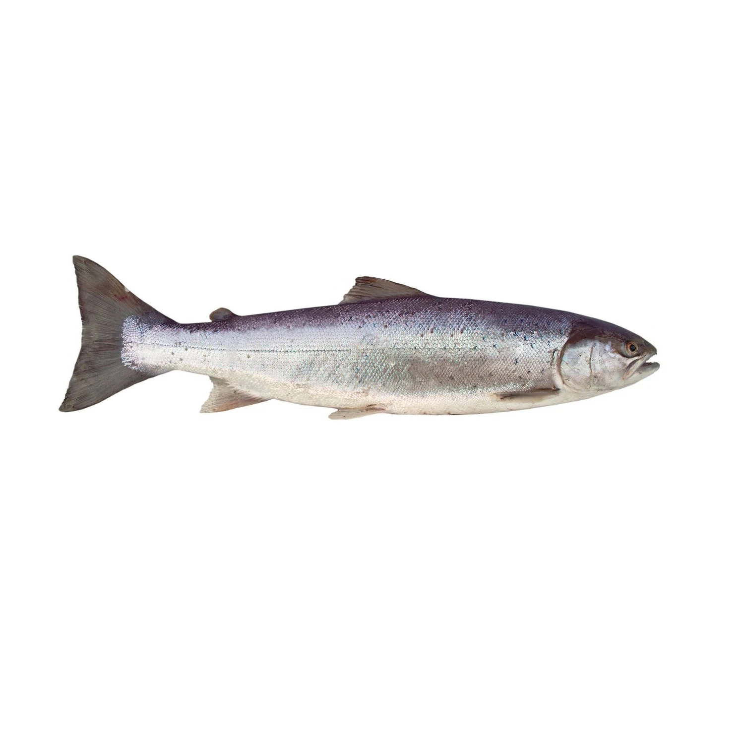Natural Fresh Factory Wholesale Frozen Salmon Fish fresh
