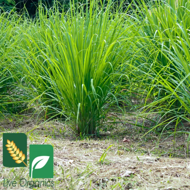 Lemon Grass Dried - Sun dried