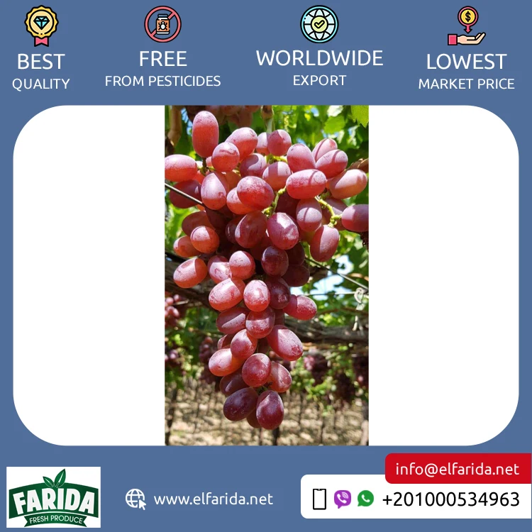 2024 Top Selling Excellent Quality Delicious and Sweet Taste Fresh Green Grapes Crimson Seedless Fresh Fruit Grape for Sale