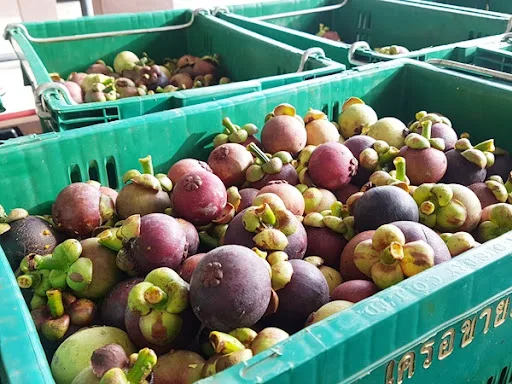 Fresh Mangosteen Thai  Fruit, New Fresh Arrival Extract, High Quality Tropical Fruits For Export