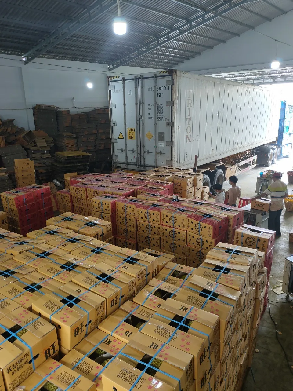 Fresh Monthong Durian from Vietnam with Bright Yellow and Good Taste | Best seller 2022 (Wholesale)