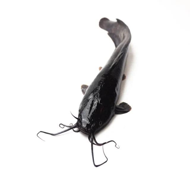 Guangzhoou Black Bullhead Chinese Farm Frozen Live Catfish WholeSale Price For African markets
