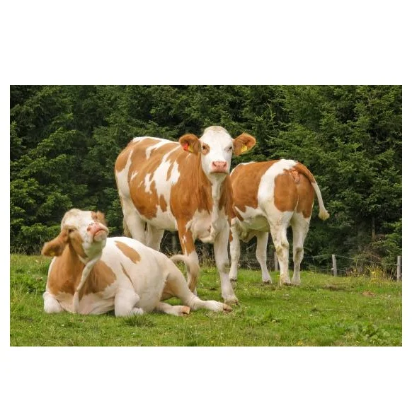 Высококачественный живой скот Holstein Friesian | Живые коровы по