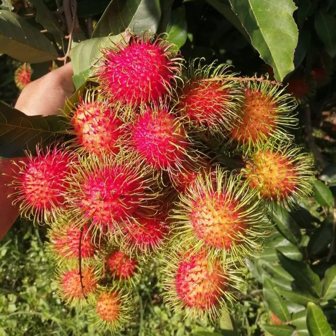 Rambutan Fruits Fresh Sweet Tasty 100% Natural Rambutan From from Thailand Farms Premium Quality Grade A