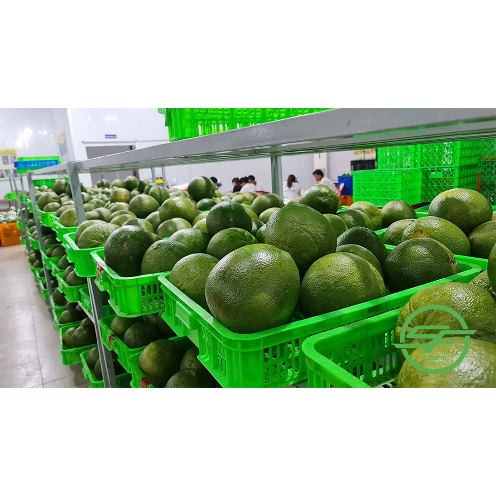 Wholesale Best Price Special Cuisine Organic Cultivation Type Green Grapefruit With Sweet Flavor From Vietnam