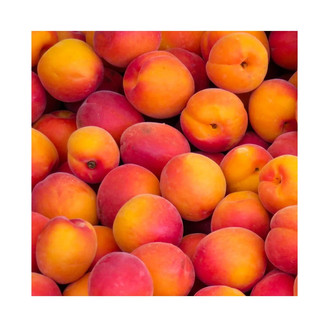 Wholesale Best Price Supplier Fresh Fruit Nectarines Fast Shipping
