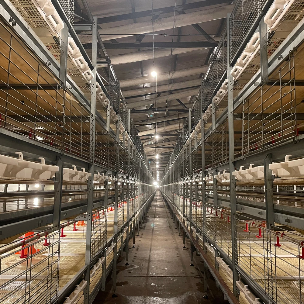 Broiler Farm Equipment H Type Chicken Broiler Cage Fully Automated Feeding System Cage With Automatic Harvesting in Kenya