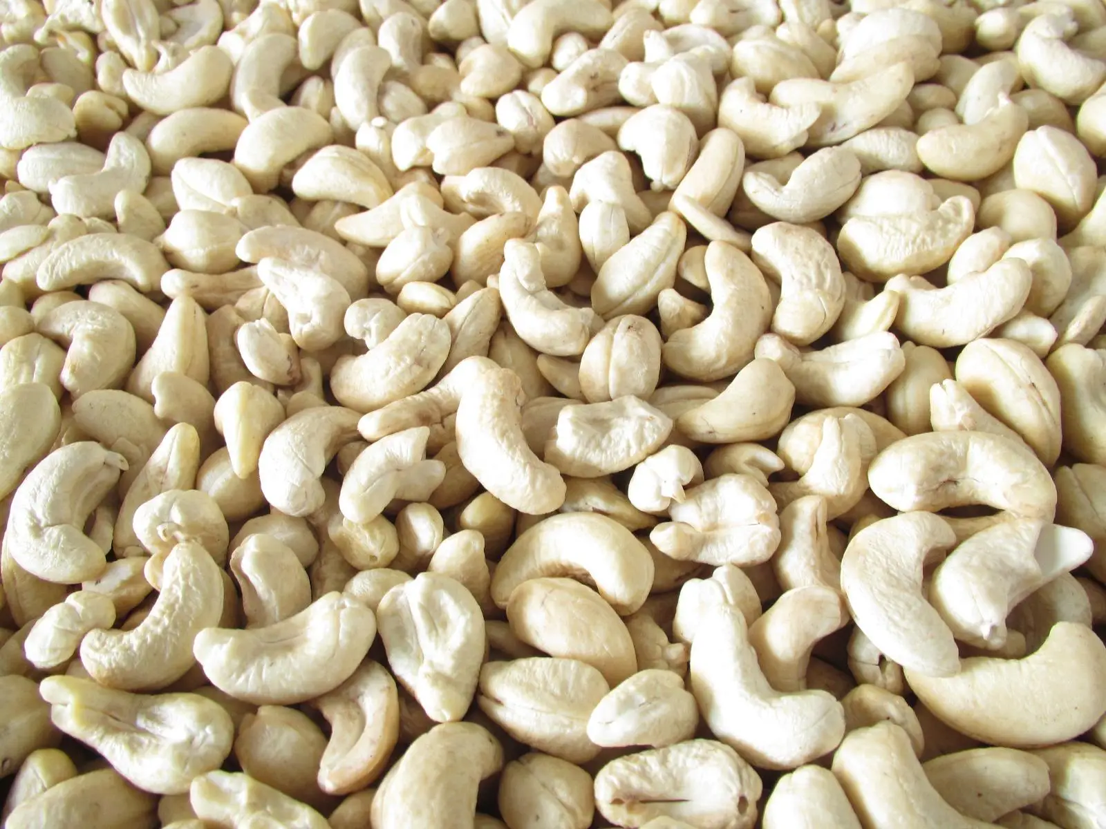 Vietnam Cashew Nuts Kernels Best Quality Cashew Nuts 100% Organic Fresh Nutritious Wholesale Suppliers