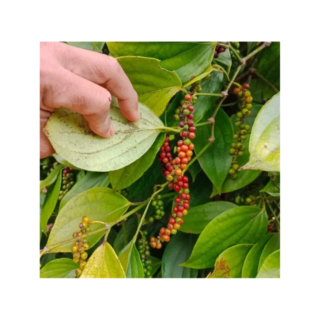 Hot Selling Black pepper Delightful Flavor Black Medium Grind Dried Black Pepper Best Spices and Herbs from Vietnam Manufacture