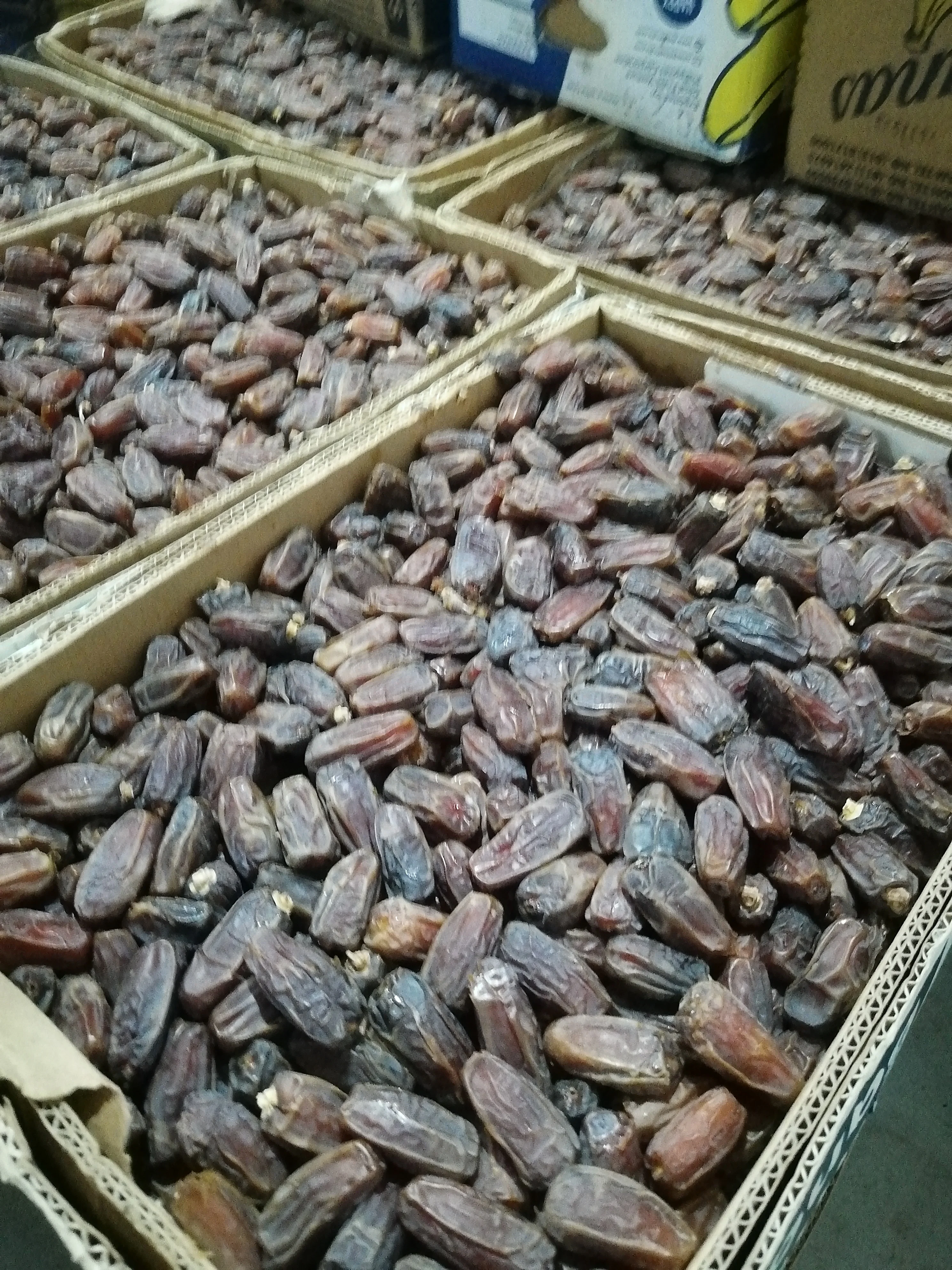 Fresh and Soft Mashrooq dates| 100% expert Saudi company for exporting dates to the global market