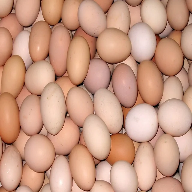Highly nutritious chicken fertile farm wholesale fresh eggs