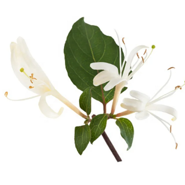 Buy HONEY SUCKLE HYDROSOL at Wholesale price  from india largest manufacture kanha nature oils