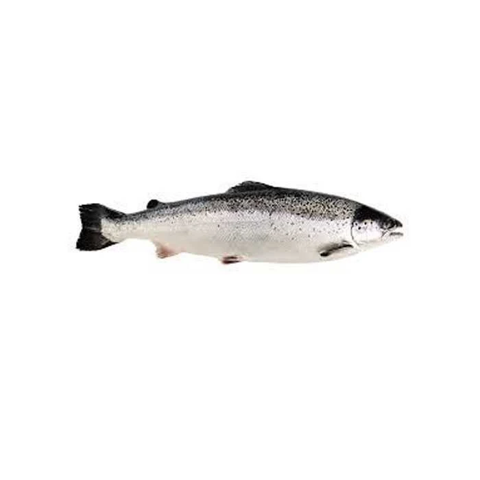 Premium quality Frozen Salmon fish available for sale at cheap prices .