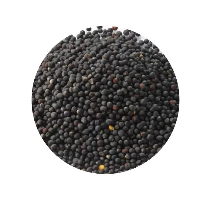 Factory Price Canola Seed & Rapeseed Rape Seeds Black Rapseeds