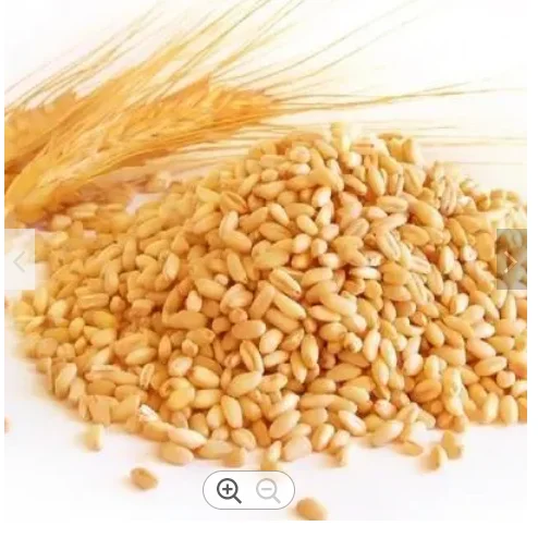 European Grade Durum Wheat Germany best quality Grade