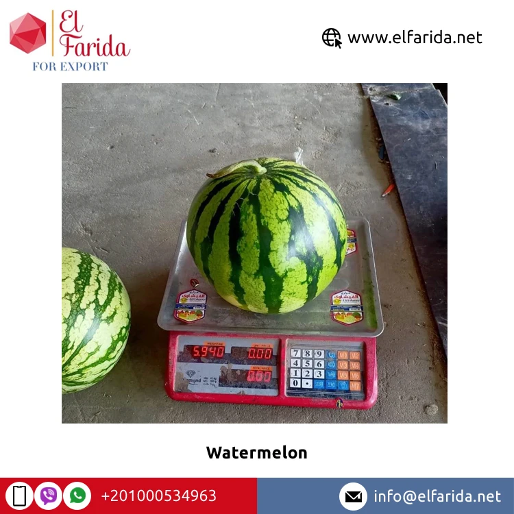100% Natural Delicious Taste Best Quality Wholesale Egyptian Fresh Fruit Seedless Watermelon at Reliable Market Price From