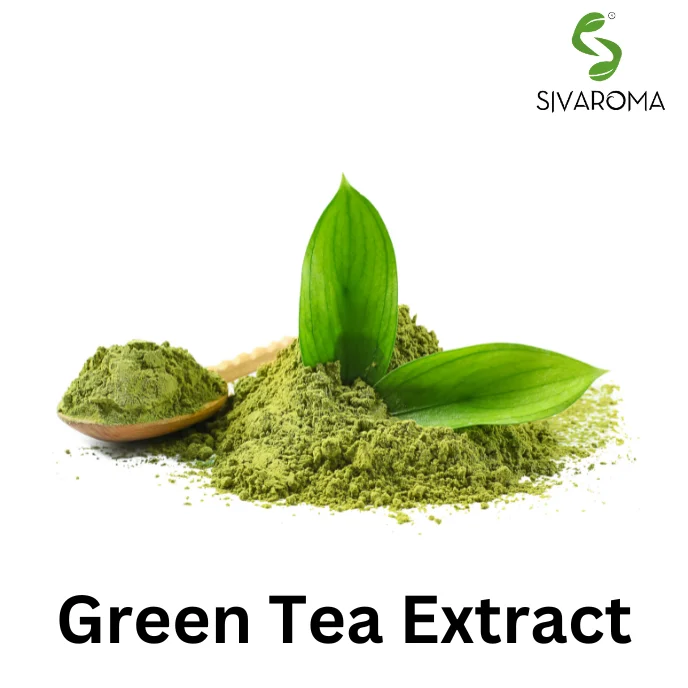 100% Natural Pure and Fresh Camellia Sinensis Plant Leaves Extracted Green Tea Dry Extract with High Quality for Export at Bulk