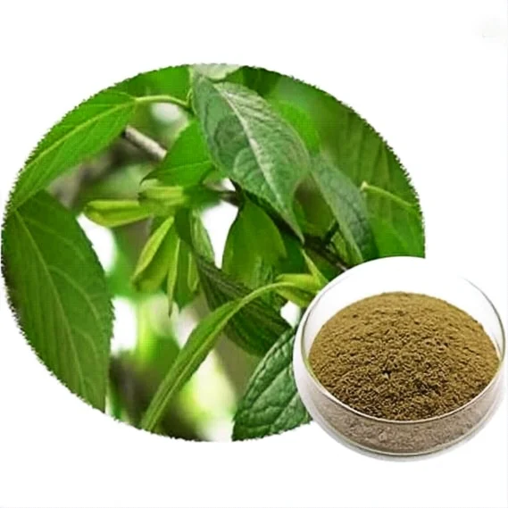 Factory Supply Hot Sale Extract Naturalin Eucommia Leaves Extract Eucommia ulmoides Oliv. 5% Chlorogenic Acid Plant Powder