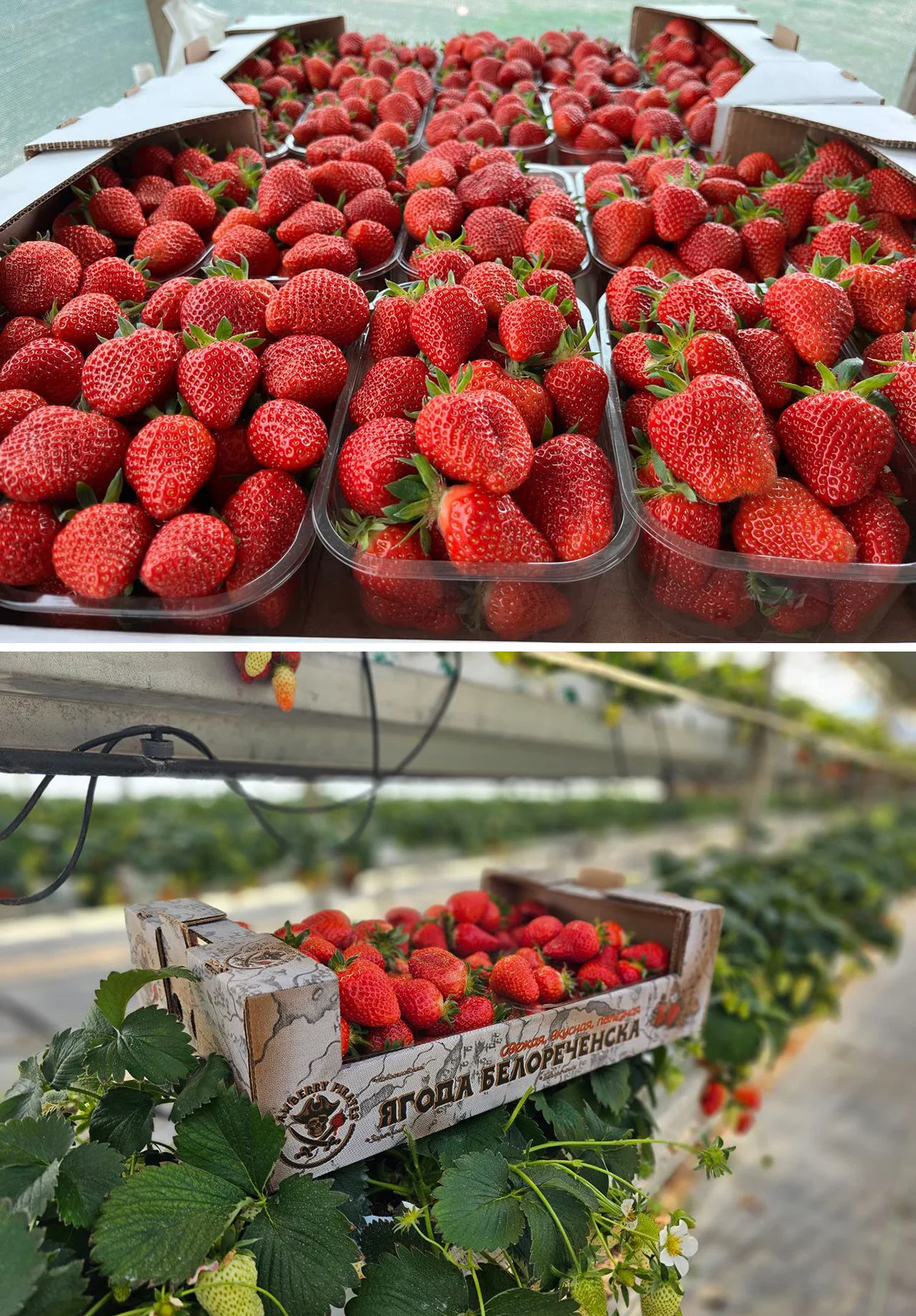 Deliciuos fresh strawberries natural product reliable supplier fresh strawberry for sale