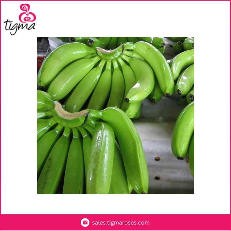 Wholesale High Quality Harvested Organic Green Cavendish Banana from Ecuador at Factory Price