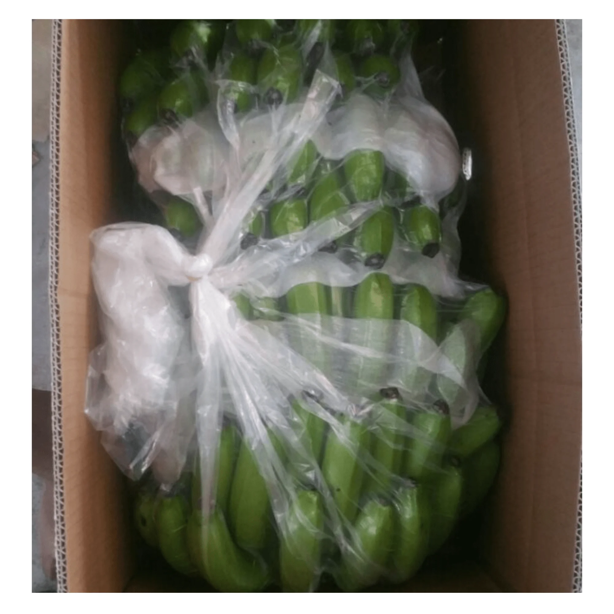 Tropical Banana Fresh Cavendish - Banana Type Fresh Fruit Cavendish Banana with high quality and good price