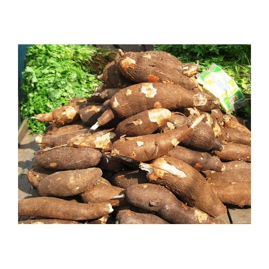 Highest Quality Best Price Direct Supply Fresh Vegetables Tapioca Cassava Bulk Fresh Stock Available For Exports
