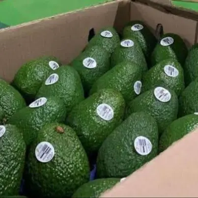 Свежий авокадо для продажи/Хасс фуэрте продажи